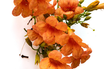 Beautiful Flower of Chinese Trumpet Vine, Isolated on Black background.