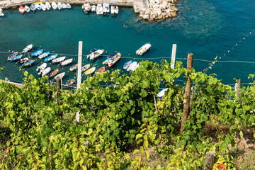 Champs en terrasses avec des vignes verdoyantes en été avec vue sur la mer. Village de Vernazza, Cinque Terre (site du patrimoine mondial de l& 39 UNESCO), province de La Spezia, Ligurie, Italie, Europe