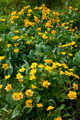 Ranúnculos. Isla Eraksay. Outer Hebrides. Scotland, UK