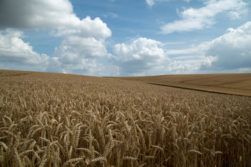 field of wheat