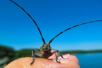 Beetle with a long mustache. Northeast pine beetle. View close-up of an insect sitting on a human hand against the background of a bright blue sky.