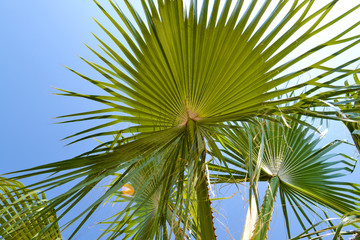 Fototapeta premium Palm leaves against the blue sky. Close-up