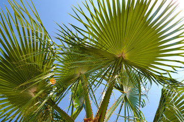 Fototapeta na wymiar Palm leaves against the blue sky. Close-up