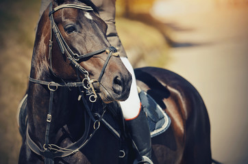 Equestrian sport. Portrait sports brown stallion iin the bridle.