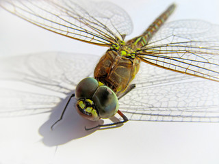 Dragonfly on white background. Macro view of eyes and wings detail. 