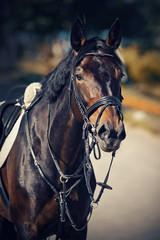 Obraz premium Portrait sports stallion in the bridle. Equestrian sport.