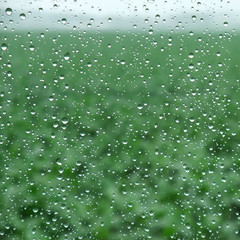rain drops on window