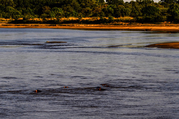 Luangwa River