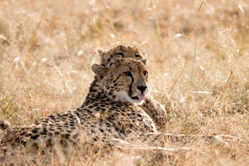Cheetah Tongue Out