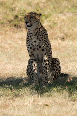 Fototapeta na wymiar Cheetah Sitting in Shade