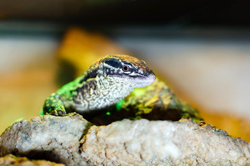  Varanus acanthurus. Exotic animals in the artificial habitat. A cold blooded animal in the terrarium. 
