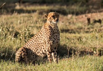 Cheetah Watching Prey