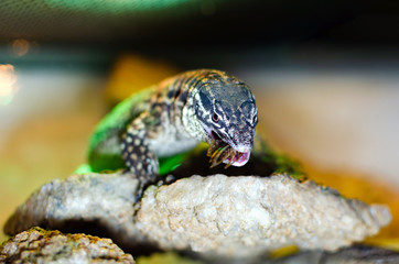  Varanus acanthurus. Exotic animals in the artificial habitat. A cold blooded animal in the terrarium.   Reptile eating insects.