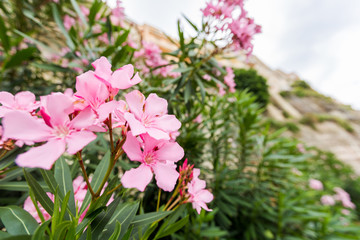 Close up view pink oleander or Nerium flower blossoming on tree. Beautiful colorful floral background