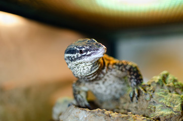 Varanus acanthurus. Exotic animals in the artificial habitat. A cold blooded animal in the terrarium. 