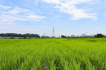 Fototapeta na wymiar 水田のイメージ,rice field
