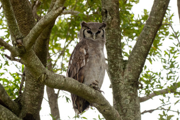 Eagle Owl