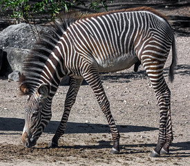 Fototapeta na wymiar Young Grevy`s zebra male in its enclosure. Latin name - Equus grevyi