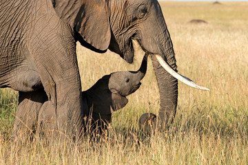 Fototapeta na wymiar Elephant & Baby