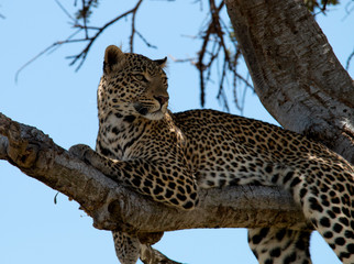 Leopard In a Tree