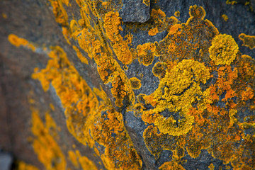 Liquenes en rocas del Castillo de Kisimul. Castle Bay. Isla Barra. Outer Hebrides. Scotland, UK