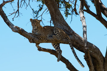 Fototapeta na wymiar Leopard In a Tree