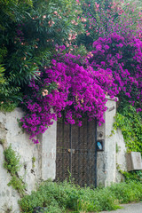 Fototapeta na wymiar Flowerful big purple or red bougainvillea plant tree in Tropea city, Italy