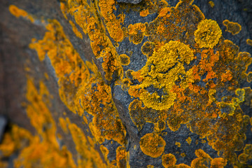 Liquenes en rocas del Castillo de Kisimul. Castle Bay. Isla Barra. Outer Hebrides. Scotland, UK