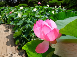 蓮 ハス