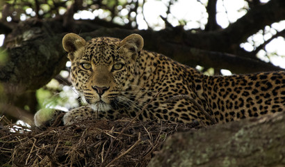 Leopard In a Tree