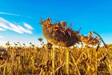 dry bent sunflower in the autumn field