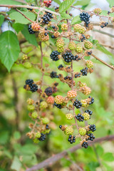 Ripe and unripe blackberries on the bush with selective focus. Bunch of wild berries in a forest