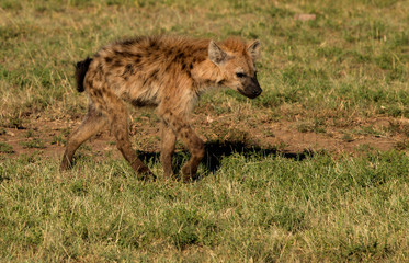 Hyena Cub