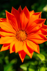 Close up, isolated image of the Gazania new day orange