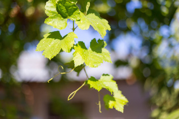 grape leaves - vineyard in sunny weather