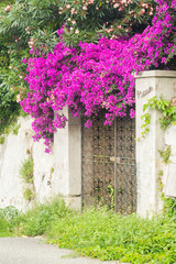 Fototapeta na wymiar Flowerful big purple or red bougainvillea plant tree in Tropea city, Italy