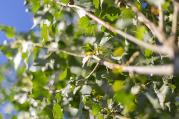 Green leaves against the sun. The sun shines through the green leaves of the poplar. Close-up