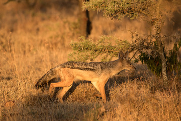 Jackal Morning Light
