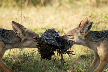 Jackal Tug of War