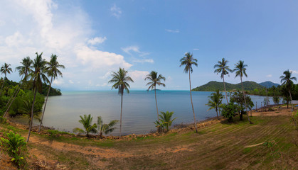 Fototapeta na wymiar Coconut palm tree with blue sea.