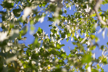 Green leaves against the sun. The sun shines through the green leaves of the poplar. Close-up