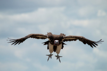 Lappet Faced Vulture Incoming!