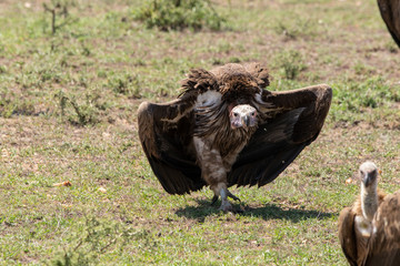 Lappet Faced Vulture