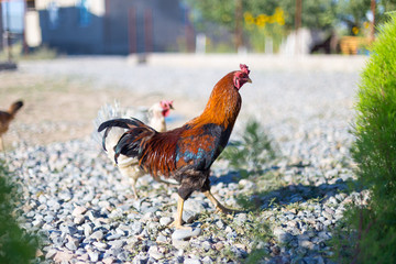 Beautiful black and red rooster wanders about in the farm