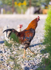 Beautiful black and red rooster wanders about in the farm