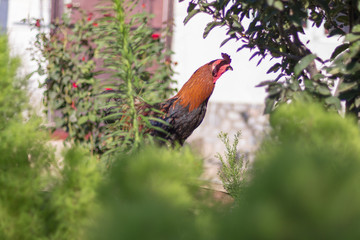Beautiful black and red rooster wanders about in the farm
