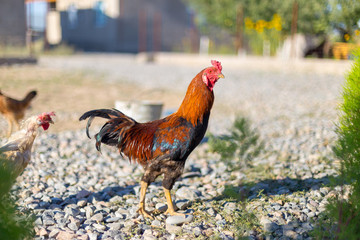 Beautiful black and red rooster wanders about in the farm