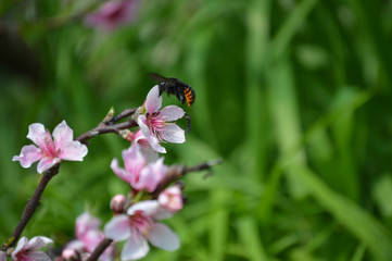 Abejorro en flor de duraznero 3