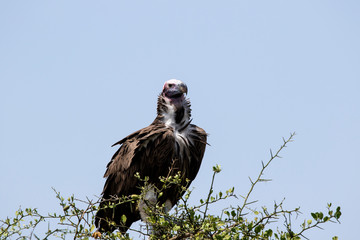 Lappet Faced Vulture Tree Top