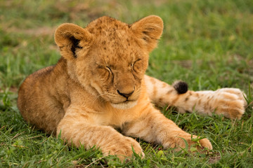 Fototapeta na wymiar Lion Cub Asleep